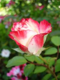 Dsc02201