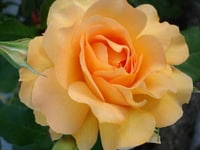Dsc05443