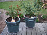 Dsc05450