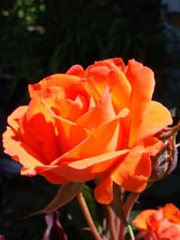 Dsc05548