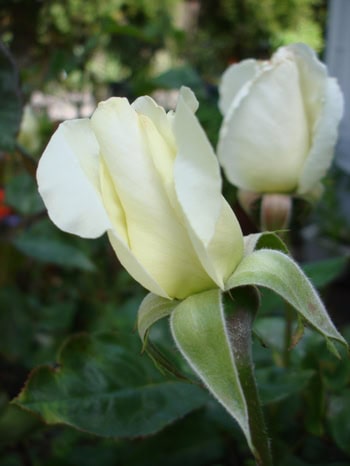 Dsc05576