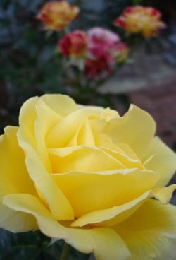 Dsc05584_crop