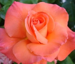 Dsc05589_crop