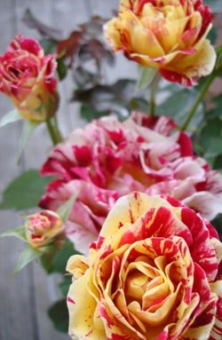Dsc05594_crop