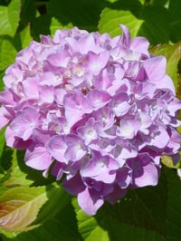 Dsc07378