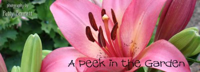 Peek_in_the_garden
