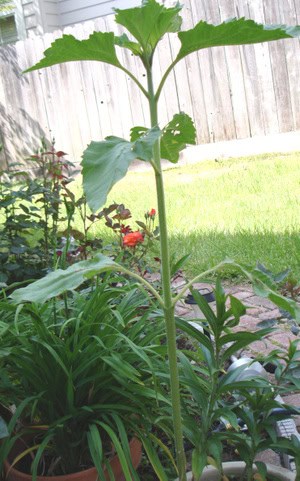 Sunflower_stalk_dsc05510_copy