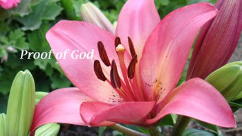 Text_lily_dsc05497_copy_2