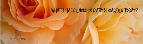 Whats_happening_perfume_2 Whats_happening_perfume_2
