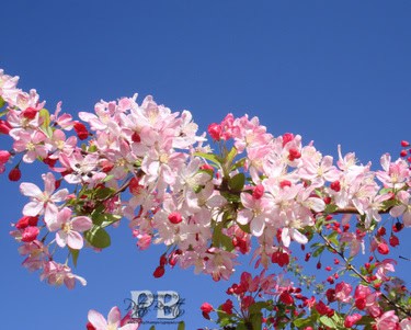 2_dsc09667_copy 2_dsc09667_copy