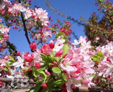2_dsc09668_copy 2_dsc09668_copy