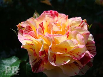 Dsc00782