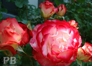 Dsc00791