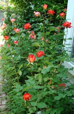 Dsc00802