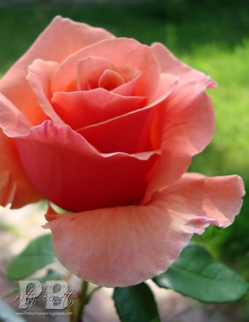 Moms_day_1
