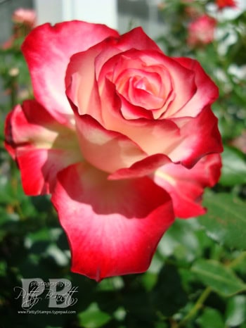 Moms_day_2