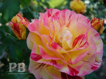 Moms_day_4
