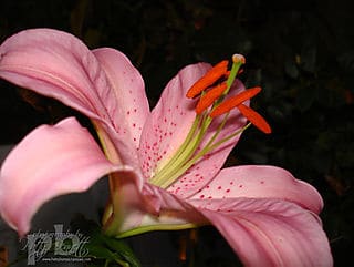 Lily at night