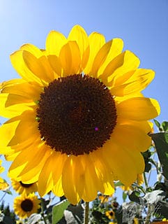 Sunflower 1