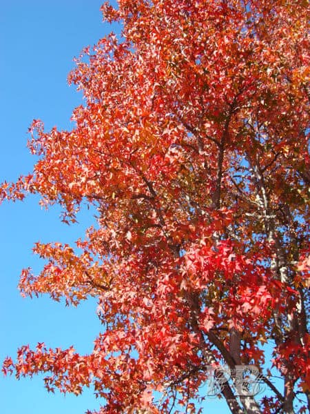 December fall tree