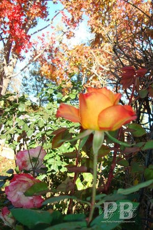 December rose