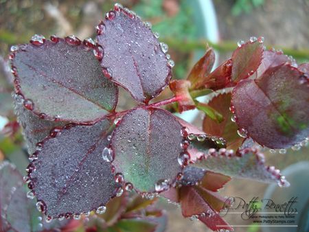 Drops 8