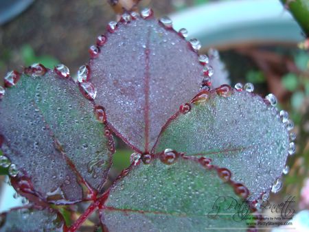 Drops 5