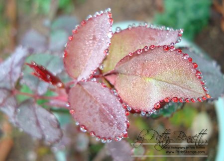 Drops 3