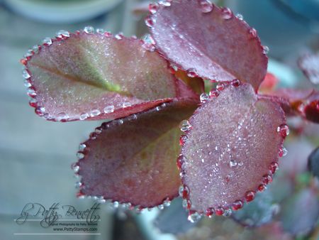 Drops 4
