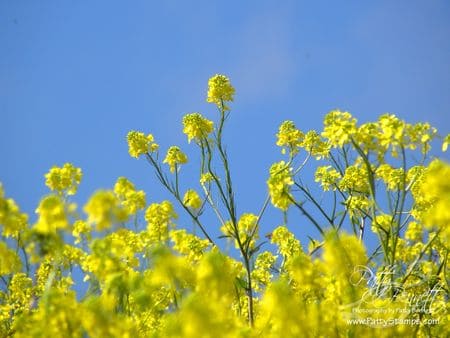 Mustard seed 1