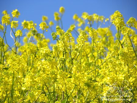 Mustard seed 4