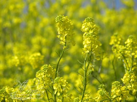 Mustard seed 2