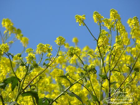 Mustard seed 3