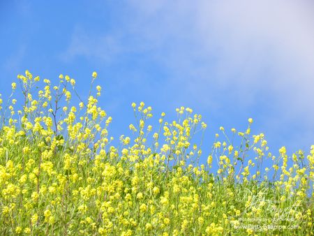 Mustard seed 6