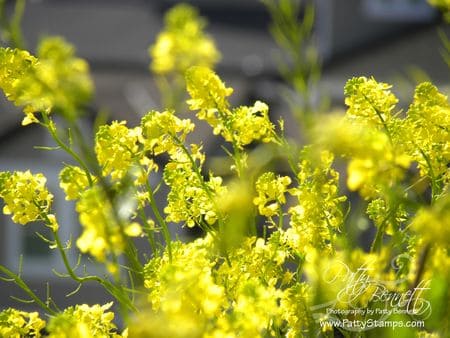 Mustard seed 8