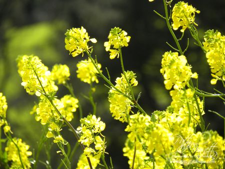 Mustard seed 9