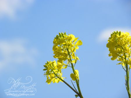 Mustard seed 13