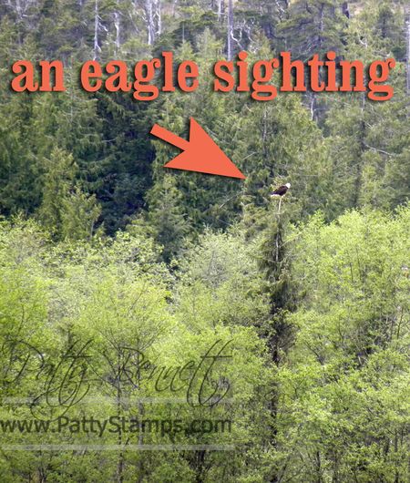 Eagle sighting
