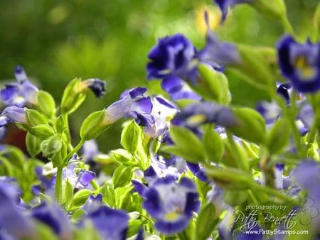 Fair flower 4