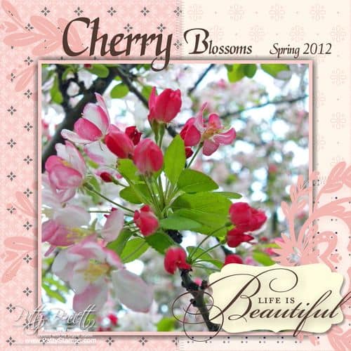 Cherry blossoms 1