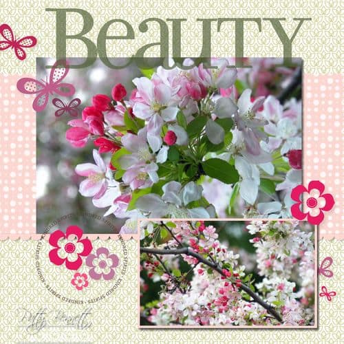 Cherry blossoms 4