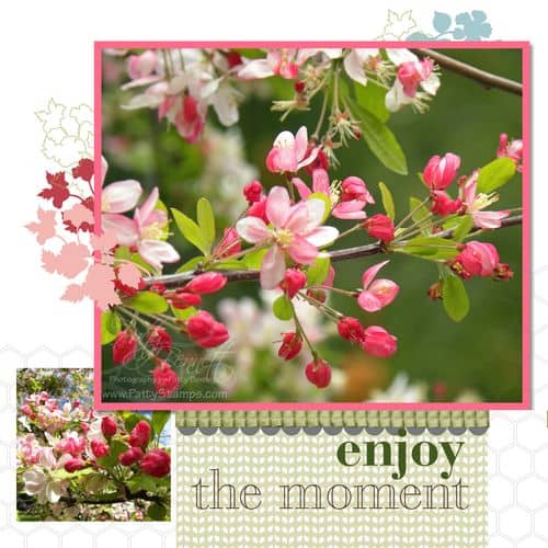 Cherry blossoms 7