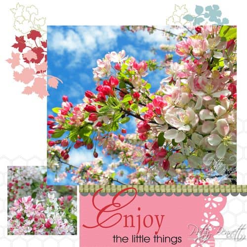 Cherry blossoms 2