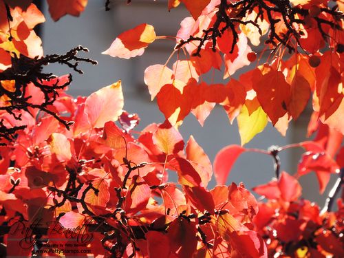 Fall 2012 4
