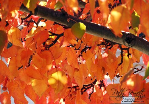 Fall 2012 1