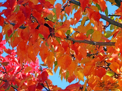 Fall 2012 7