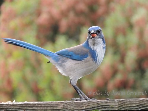 Blue jay 1