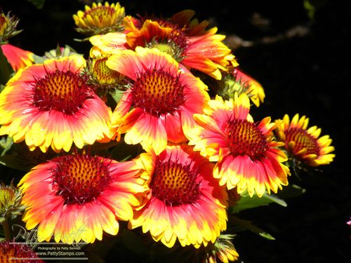 Blanket flower patty bennett