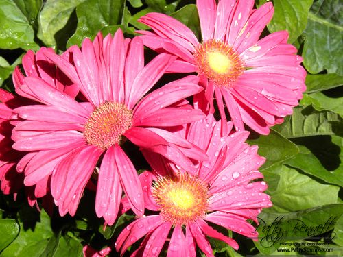 Gerbera daisy 1 patty bennett