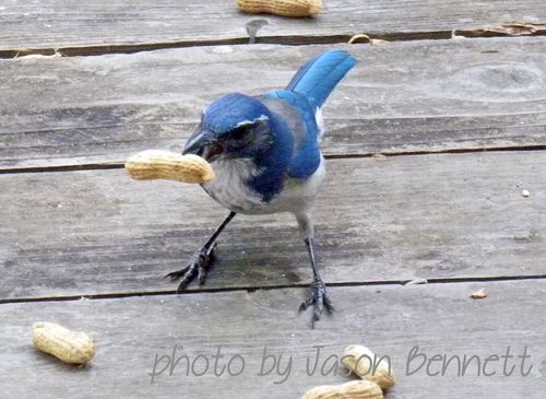 Blue jay 2